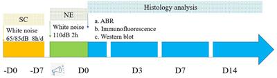 Killer or helper? The mechanism underlying the role of adenylate activated kinase in sound conditioning